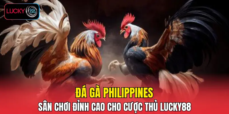 Đá Gà Philippines – Sân Chơi Đỉnh Cao Cho Cược Thủ LUCKY88