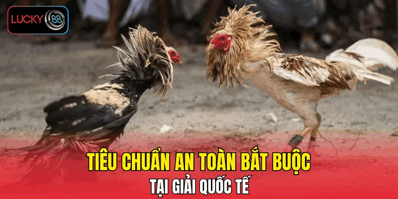 Những tiêu chuẩn an toàn bắt buộc tại giải quốc tế