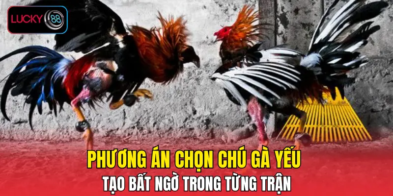Phương án chọn chú gà yếu tạo bất ngờ trong từng trận