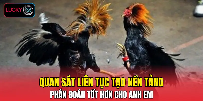 Quan sát liên tục tạo nền tảng phán đoán tốt hơn cho anh em
